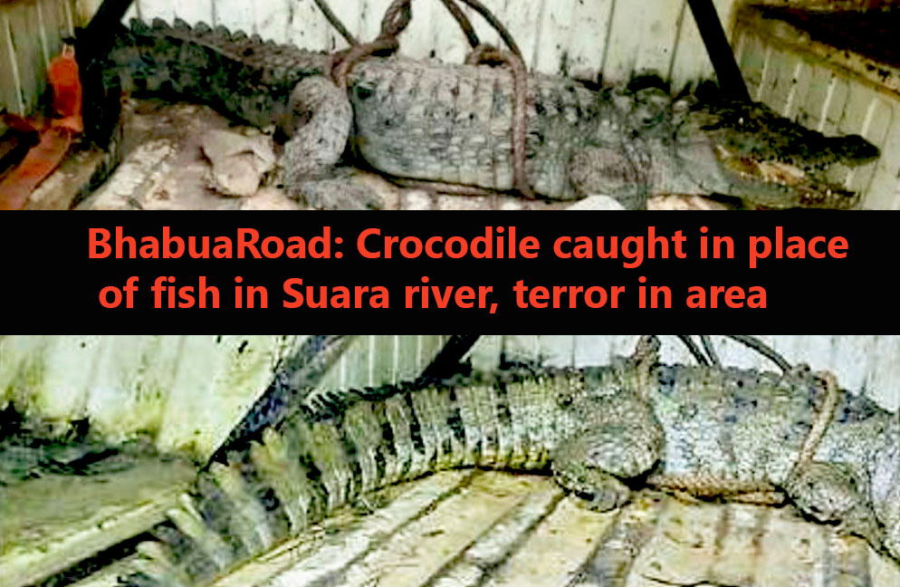 Crocodile caught in place of fish in Suara river