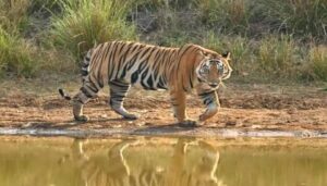 Kaimur Wildlife Sanctuary