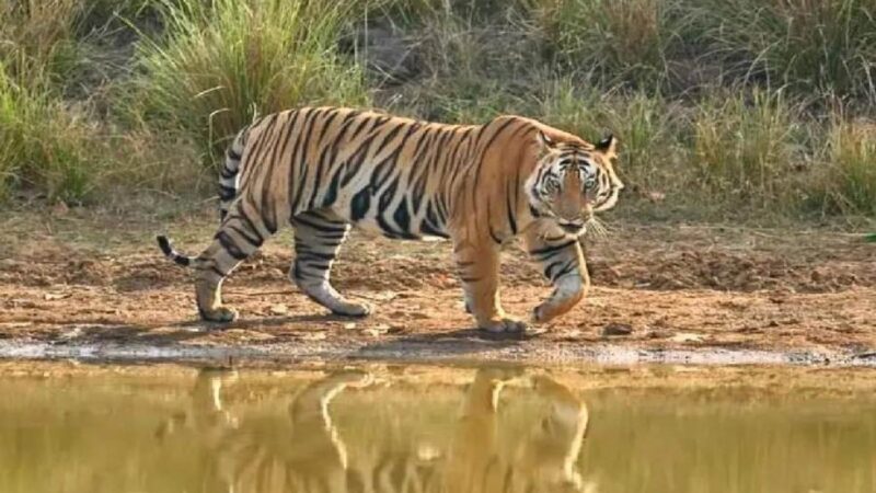 Kaimur Wildlife Sanctuary